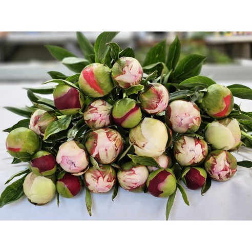 작약 한 단으로 일상에 행복을 더하세요