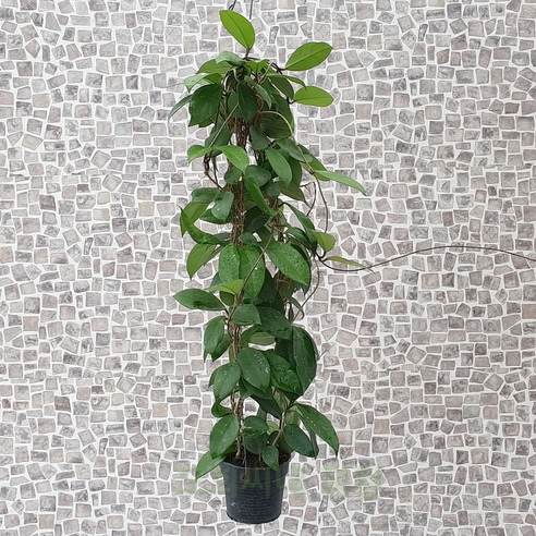 삭막한 내 방에 생기를! 핑크빛 행복을 심어보세요