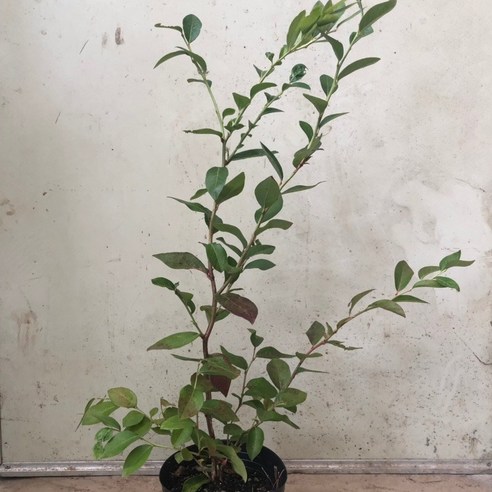 블루베리 묘목으로 정원에서 달콤한 행복을 시작하세요.