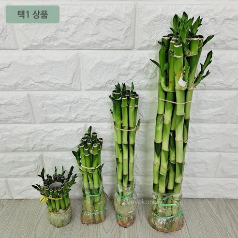 개운죽 15센치 수경재배 개운죽키우기 집에서 키우기 쉬운식물 개운죽 개운죽키우기 개음죽 개운죽수경재배 실내공기정화식물_Fun◀ - 꽃화분... 