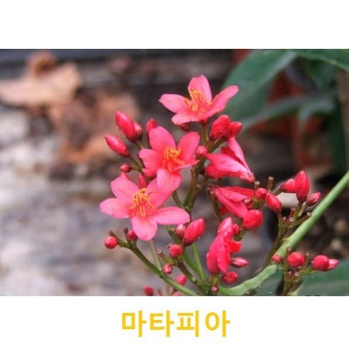 관엽/구근식물 마타피아 화분모종 3개 (L0162), 마타피아 모종 3개