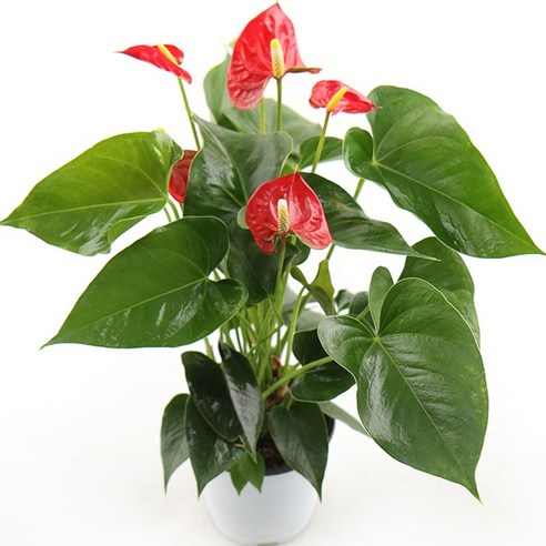 갑조네 안스리움 공기정화식물 꽃있는식물 꽃화분, 1개