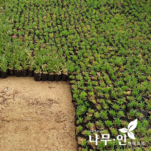 진분홍 꽃잔디: 정원에 화려한 색감을 더하는 매력적인 지피식물