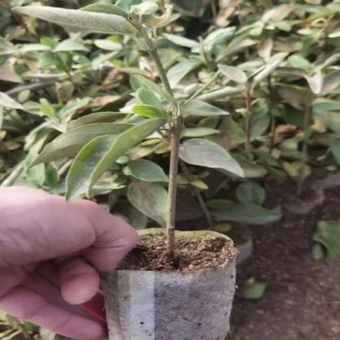 정원의 은은한 아름다움, 차이니스 스노우볼 포트묘