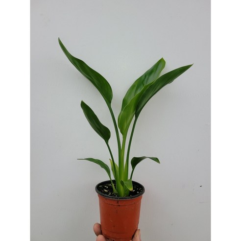 꽃피는 극락조, 레기니아 소형: 당신의 공간에 특별한 아름다움을 더하세요 극도롱이샵