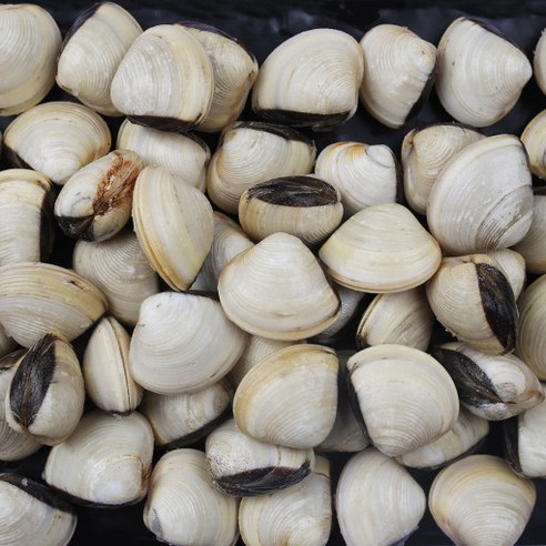 냉동 백합조개 1kg 손질 해감 세척 국물용 새우박스, 1개