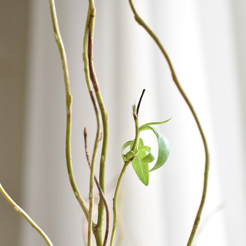 곱슬버들 생화 그린 소재: 스타일과 기능성의 완벽한 조화