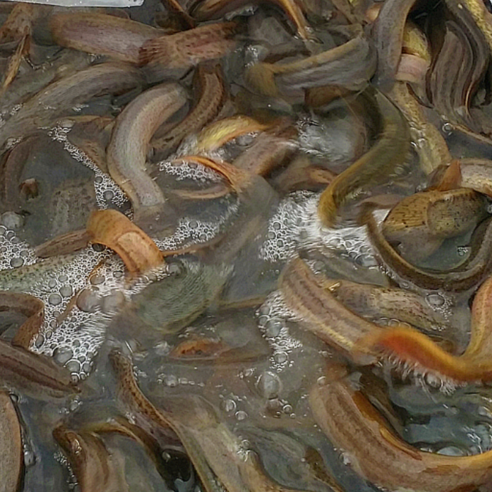 국내산 산지직송 무항생제 미꾸라지 대 생물 1kg (추어탕용) – 7mm 이상 안용준추어탕 국내산 산지직송 무항생제 미꾸라지 대 생물 1kg (추어탕용) – 7mm 이상 안용준추어탕