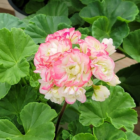 향기로운 행복을 집으로! 애플블로썸 제라늄 키우기 도전 가훼하우스