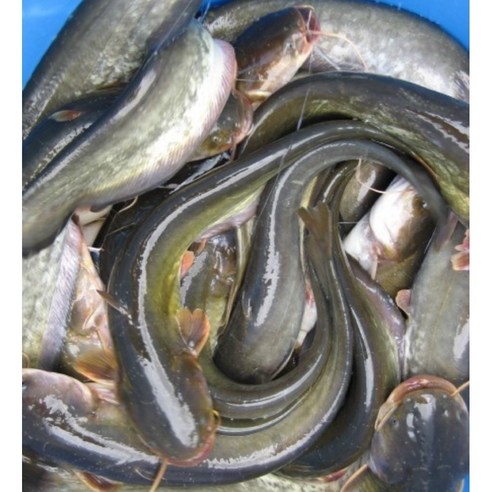 민물고기 매운탕 메기 빠가사리 생물 1인분 재료, 참게 1마리 선택, 1개 - 기타수산물 | 쿠팡