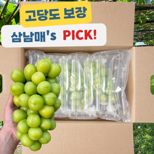 [삼남매농장] 고당도 망고포도 샤인머스켓 산지직송, 1개, 특 2kg(3수)