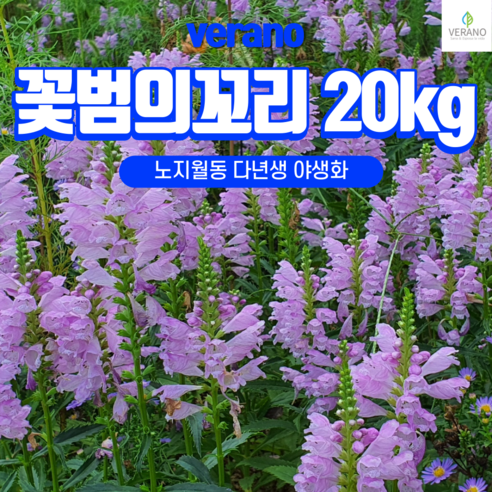 야생화 종자 분홍/흰색 혼합 20kg 꽃범의 꼬리 씨앗 야생화 종자 분홍/흰색 혼합 20kg 꽃범의 꼬리 씨앗