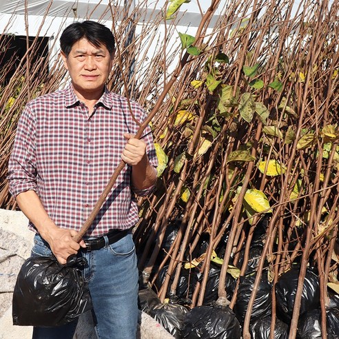 감나무 묘목으로 정원에 풍요로운 가을을 심다