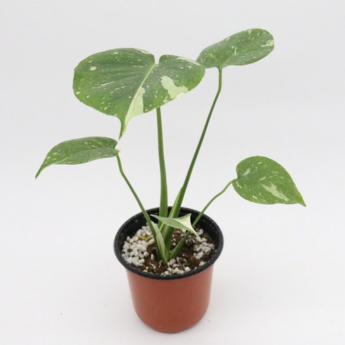 가성비 몬스테라로 완성하는 싱그러운 플랜테리어