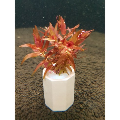 키우기 쉬운 포트 수초로 어항 꾸미기, 이제 실패는 그만!