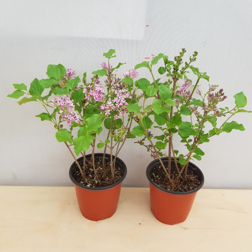 삭막한 일상에 향기를 더하다, 라일락 화분으로 만드는 나만의 작은 정원 라일락