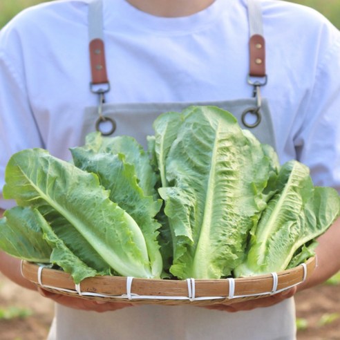 국내산 로메인 상추 통로메인 당일작업 쌈채소, 1개, 2kg