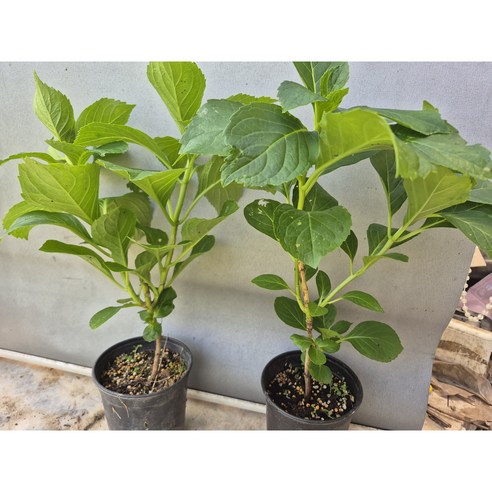 시들지 않는 아름다움, 장미수국으로 당신의 공간에 생기를 더하세요.