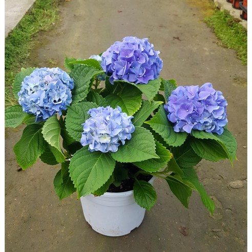 시들지 않는 아름다움으로 공간에 행복을 더하는 수국