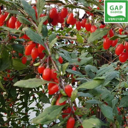 청양칠갑농장 구기자 GAP인증, 1개, 300g 구기자가격 청양칠갑농장 구기자 GAP인증, 1개, 300g 구기자가격