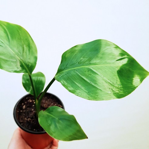 [꽃파는농부] 키우기 쉽고 인테리어 식물로 좋은 공기정화식물 여인초, 1개