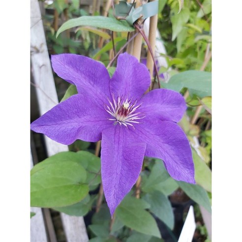 정원의 품격을 높이는 클레마티스 '더 프레지던트'