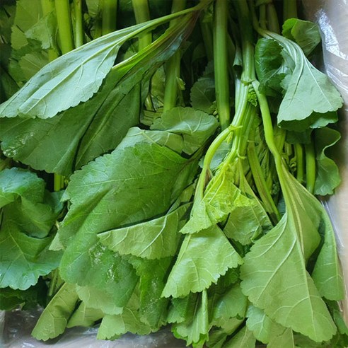국내산 나주 산지직송 신선야채 국거리 아욱 2kg 4kg 박스포함, 1개, 4kg 내외 최상품