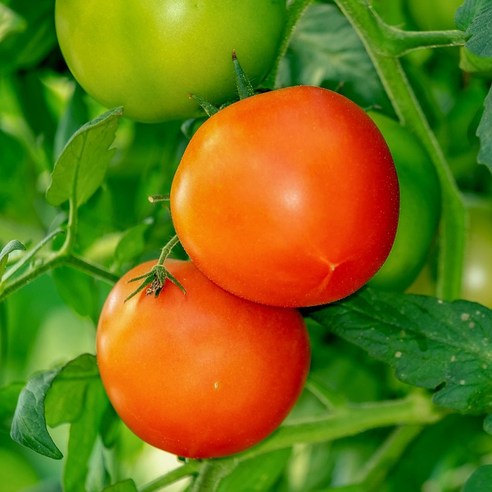 과즙 팡팡! 퇴촌 찰토마토로 맛과 건강을 한 번에!