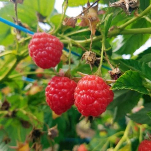 포항 장기 고당도 생 산딸기 1kg 2kg, 1개, 산딸기2kg