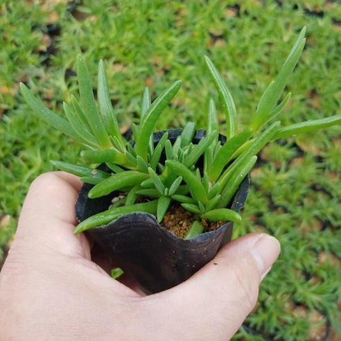 전국 어디서나 키우기에 적합한 아름다운 송엽국
