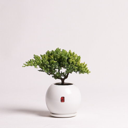 에코플라워 분재 (모던 눈향나무_20x25cm) 수도권배송 택배배송 사진전송 승진 영전 인사이동 진급 취임 개업 집들이 꽃배달 ds-0062 - 분재... 
