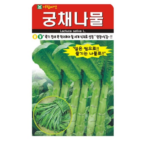 궁채나물 씨앗 줄기상추 궁채 뚱채 씨 종자, 3개