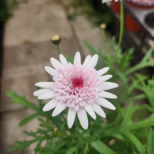 아즈키짱 목마가렛으로 나만의 작은 정원을 완성하세요