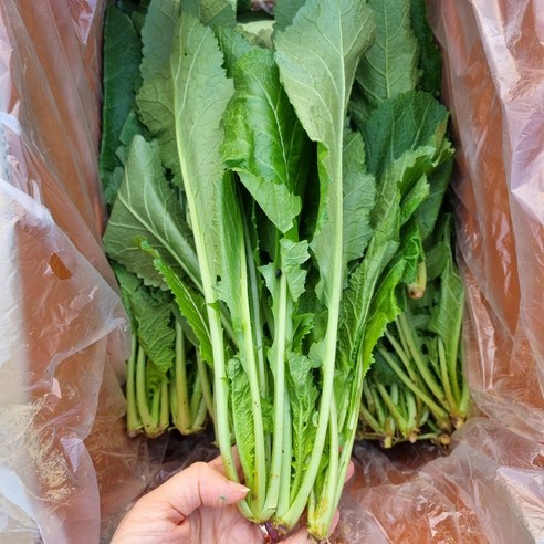 신선하고 건강한 청갓으로 풍성한 김장 만들기