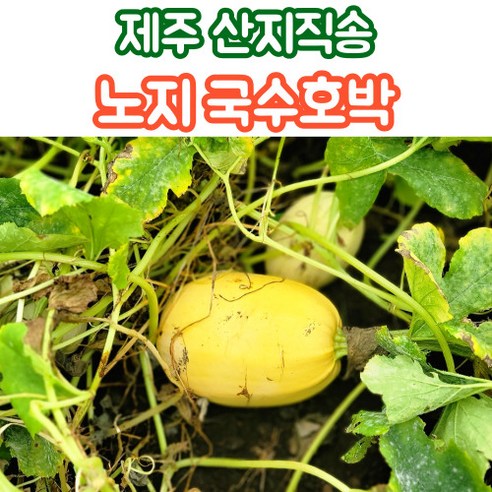 산지직송 제주 노지 국수호박 3kg 5kg, 2개