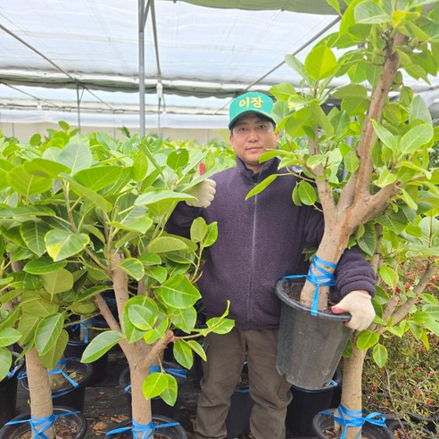 여름 정원을 수놓는 순백의 미, 배롱나무 목백일홍 (중품) 배롱나무묘목