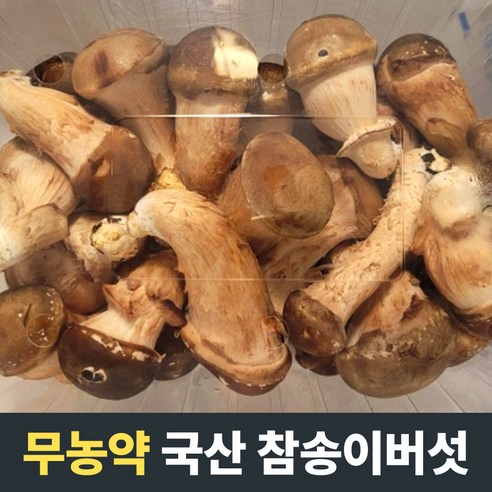 [산지직송] 국산 무농약 참송이버섯 500g 1kg 2kg 별참 국내산참송이버섯 송이버섯 참송이 송이버섯국산 송이 참송이버섯 버섯 참송이버섯선물세트 참송이버섯1kg 자연산송이버섯, 1개, 500g(상참)