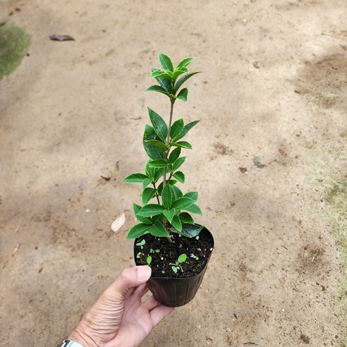 목서나무 은목서 묘목 4치장포트 서산조경마켓, 3개