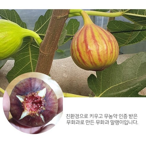 국산 반건조 무화과말랭이 건무화과 말린무화과효능, 1개