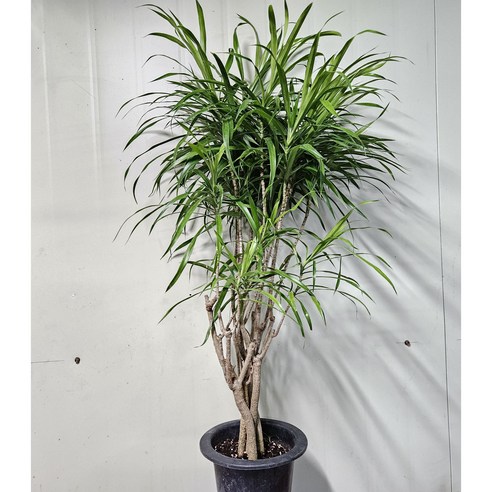 자바 식물로 맑고 건강한 일상을!