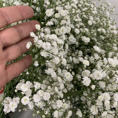 안개의 신비로움을 담은 생화