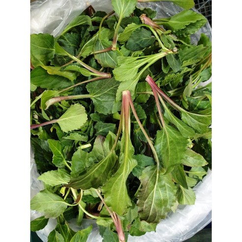 울릉도 생 취나물, 봄 향기 가득한 건강한 밥상