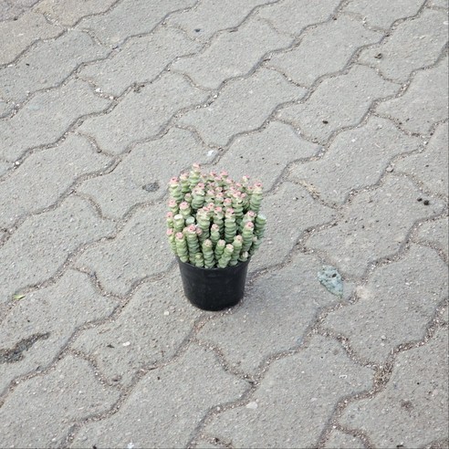 루페스트리 다육식물 하나로 만드는 작은 행복