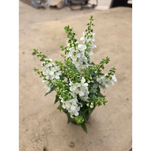 매일 아침 나를 미소짓게 하는 마법, 안젤로니아 꽃 모종 키우기