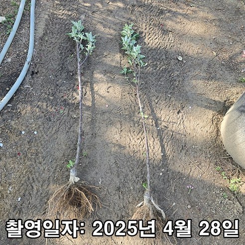 충주원예조경에서 만나는, 좁은 공간에서도 풍성한 수확을 약속하는 '메이의 눈동자' 기둥형 사과!