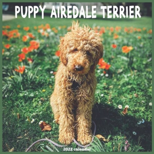Airedale Terrier Puppy 2022 Calendar: Official Airedale Terrier Calendar 2022 16 Months Paperback, Independently Published, English, 9798584052225