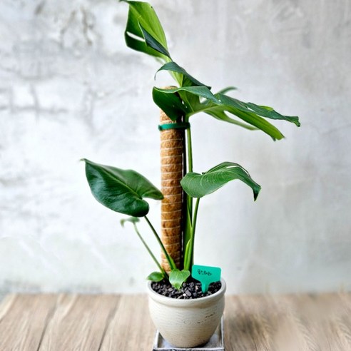 몬스테라 수태봉 화분 지지대 덩굴 식물 화분 플라스틱 기둥, 플라스틱 51cm, 1개