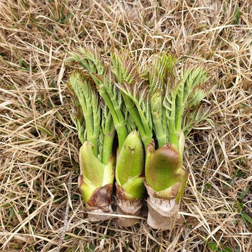 참두릅 묘목으로 시작하는 풍요로운 정원 가꾸기