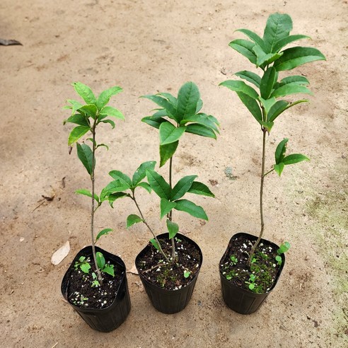 향긋한 금목서, 당신의 공간에 가을을 선물하세요.