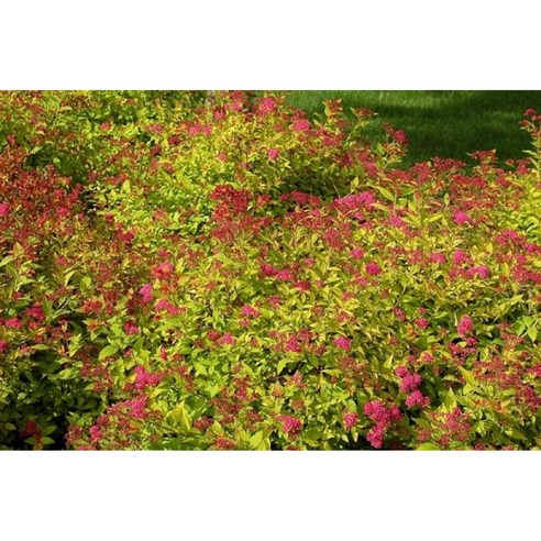 삭막한 정원에 생기를 불어넣다! 황금빛 조팝나무로 완성하는 나만의 작은 낙원 황금조팝